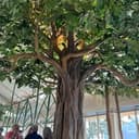 The Banyan House Restaurant profile picture